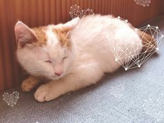 -芭比堂动物医院·犬猫全科·异宠专科(雁塔分院)