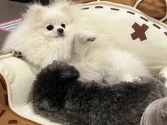 -宠爱国际动物医院·消化内科·心肾内科·ISFM猫友好(望京店)
