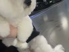 -FAELING PETS美天灵宠物(合生汇店)