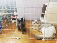 -莱姆星桌游·拼豆·团建
