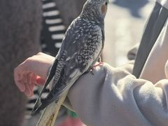 -中环花鸟鱼虫市场