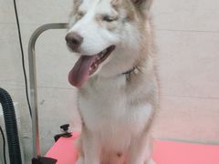 -翊宠yipet猫狗购宠庄园犬舍•猫舍