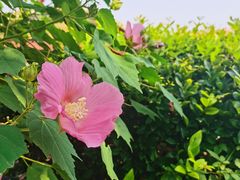 -无锡蠡湖国家湿地公园-蠡园