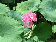 -深圳仙湖植物园