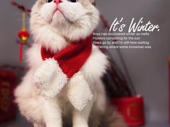 -喵五郎の猫咪酒店·专业洗护·寄养