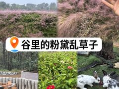 -大塘金香草谷