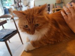 -平行世界·猫咖(首经贸店)