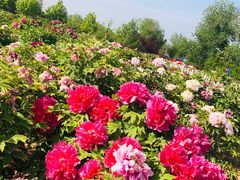 -曹州百花园