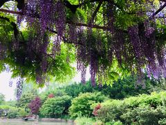 -嘉定紫藤园
