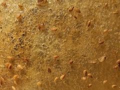 -吴越荣记苏州菜·松鼠桂鱼100%活鱼现做(斜塘老街店)