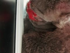 -瑞派福兴宠物医院犬猫全科·骨科·中西医结合(河东店)