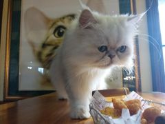 -more than meow吴止猫主题餐厅(承德 中船汇店)