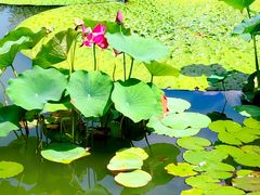 -国家植物园南园