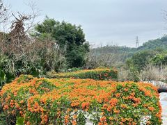 -深圳仙湖植物园