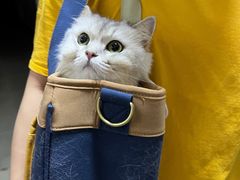 -御宝贝·A梦猫科宠物医院(国际猫友好医院)