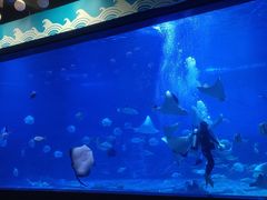 -烟台海昌鲸鲨海洋公园