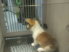 -1013 PET SHOP 宠物商店(近铁城市广场店)