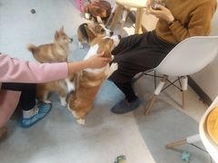 -汪说·狗咖(旺城大厦店)