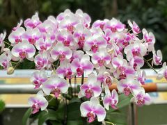-中国科学院华南植物园