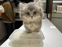 -欣宠猫屋·矮脚拿破仑·蓝金金渐层