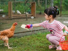 -前小桔亲子创意农场·草莓采摘·露营烧烤