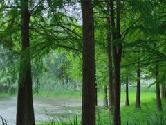 -贡湖湾湿地公园