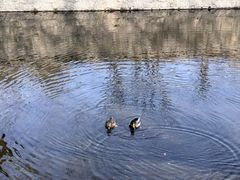 -海棠花溪(元大都城垣遗址公园)