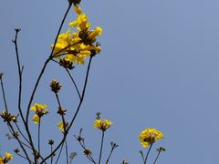 -重庆平顶山公园
