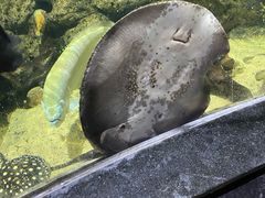 -江和美海洋公园