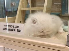 -momokira米努特·德文卷毛猫·棉花面纱犬