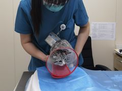 -美联众合爱康动物医院•复杂内科•肿瘤科•牙科•腔镜诊疗中心