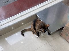 -瑞鹏宠物医院·夜间急症·心超·猫科(祖庙分店)