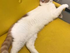 -猫在这儿猫咪咖啡馆·撸猫馆