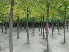 -汉景帝阳陵博物院