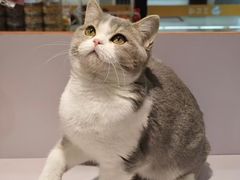 -三花喵·撸猫购宠·宠物生活馆(虹桥南丰城店)