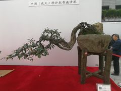 -重庆市江北嘴中央商务区中央公园