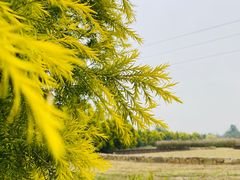 -白鹭湾湿地公园