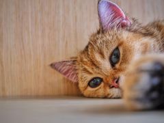-飞行喵MR PILOT|猫舍·猫咖(静安大融城店)