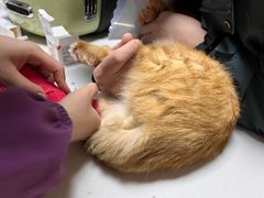 -美联众合宠物医院·爱萌分院·内外科·猫科中心