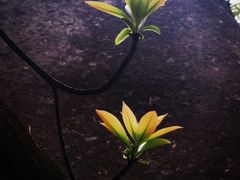 -火炉山森林公园
