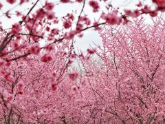 -白塘生态植物园