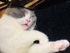 -more than meow吴止猫主题餐厅(承德 中船汇店)