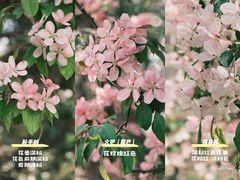 -海棠花溪(元大都城垣遗址公园)