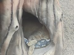 -青藏高原野生动物园