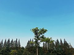 -上海滨江森林公园