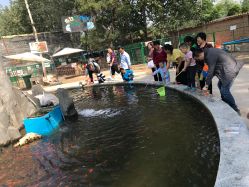 -上美四季动物农场