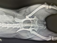 -爱派特动物医院·全科诊疗中心