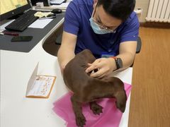 -北京观赏动物医院·24小时大型综合·猫专科·异宠专科