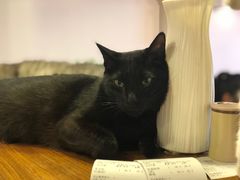 -喵园·猫主题咖啡厅·撸猫·猫咖(国贸店)