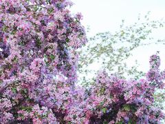 -海棠花溪(元大都城垣遗址公园)